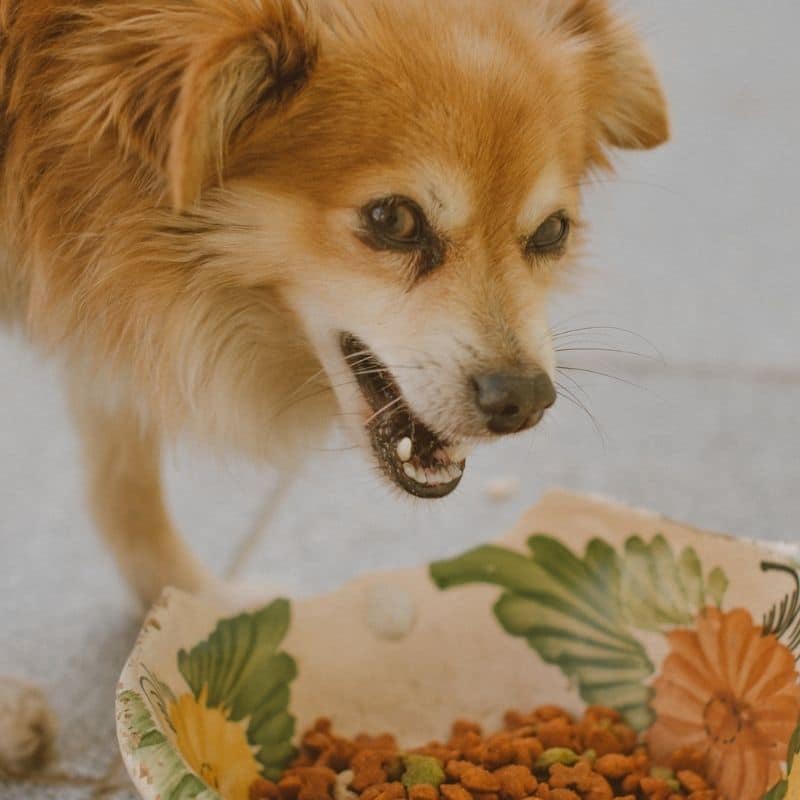 ¿Qué son los trastornos de la motilidad gastrointestinal en perros?