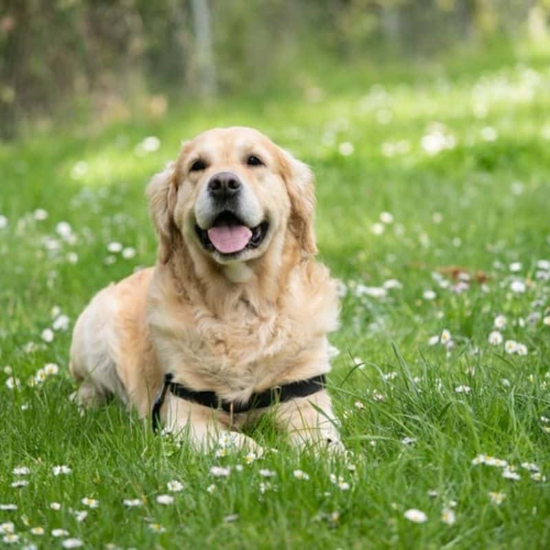 Perché i cani mangiano l’erba?