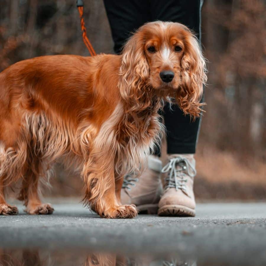 Consigli per spazzolare il pelo del tuo cane