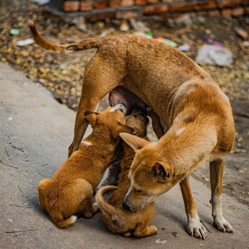 O que fazer se a cadela não tem leite depois do parto?