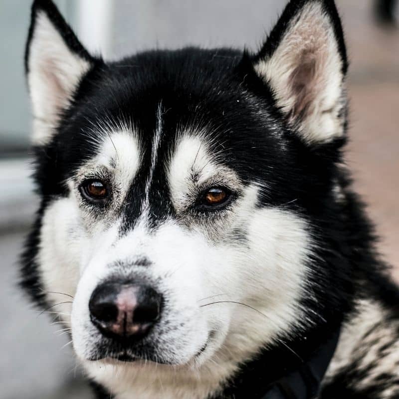 O meu cão partiu um dente. E agora?