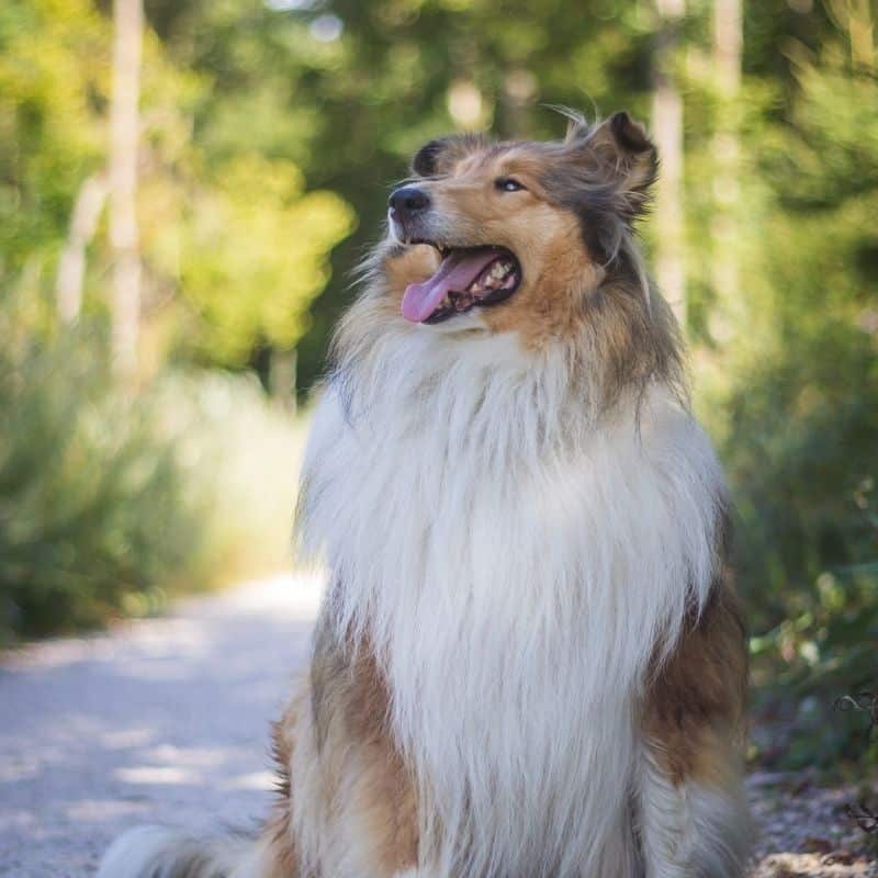 Dicas para escovar o pelo do seu cão