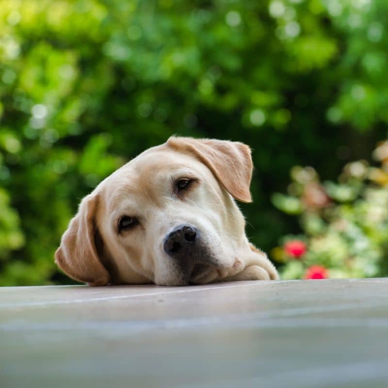 Intoxicações em cães