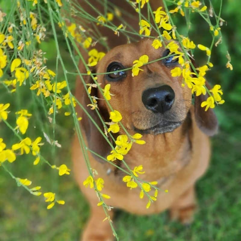 Óleos essenciais para cães