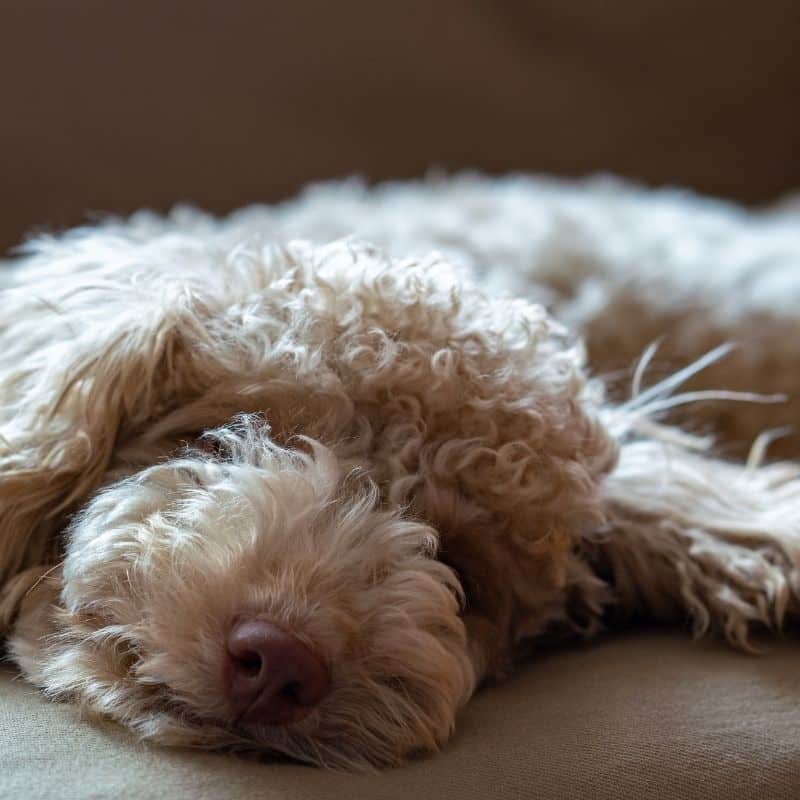 Tinta para pelo de cão, uma tendência: é recomendado?