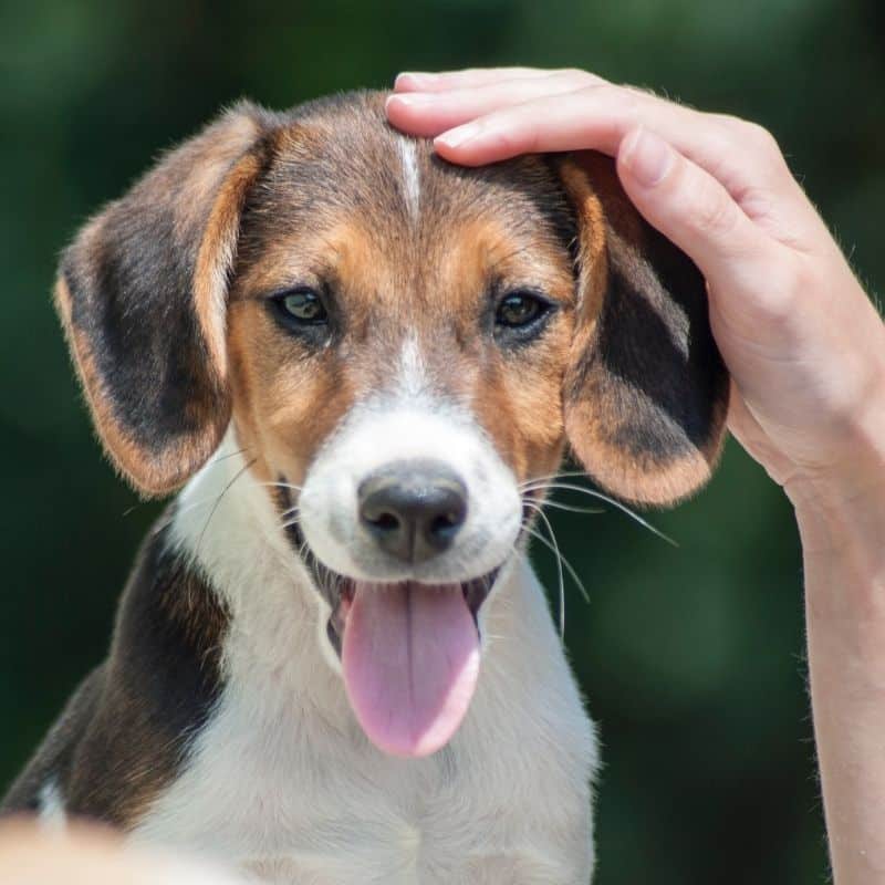 Reiki para cães: como essa terapia holística pode ajudar