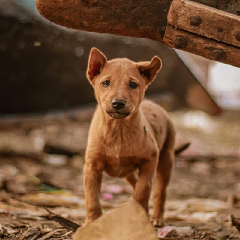 É verdade que os rafeiros têm menos doenças que os cães de raça? Porquê?