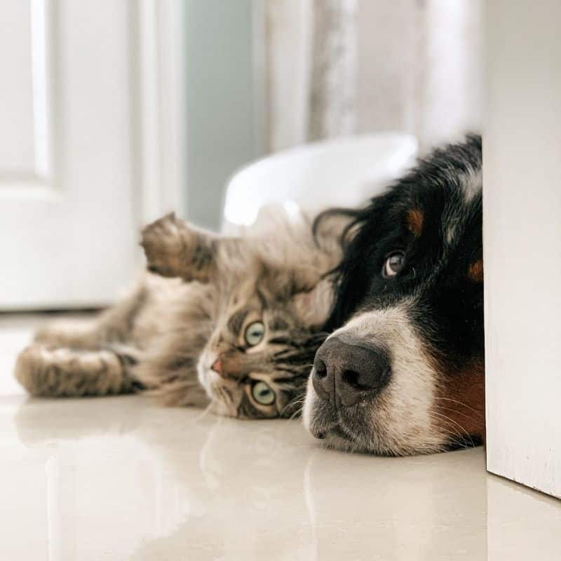 Dovrei adottare un cane o un gatto?