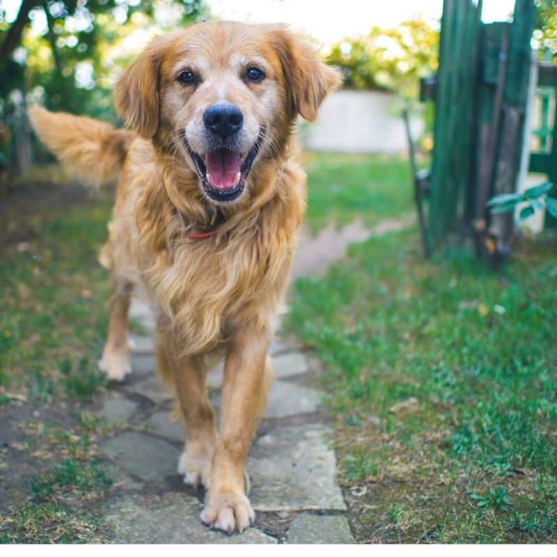 Infeções bacterianas em cães: diferentes tipos e tratamentos