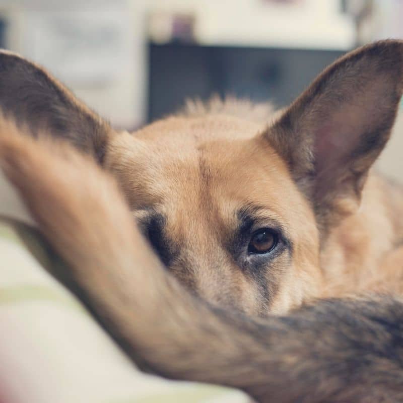 Porque é que o seu cão morde a sua própria cauda?