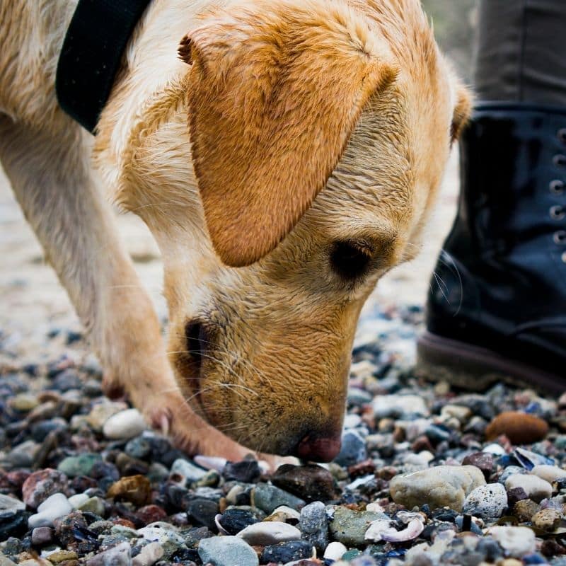 Como estimular o faro dos cães?