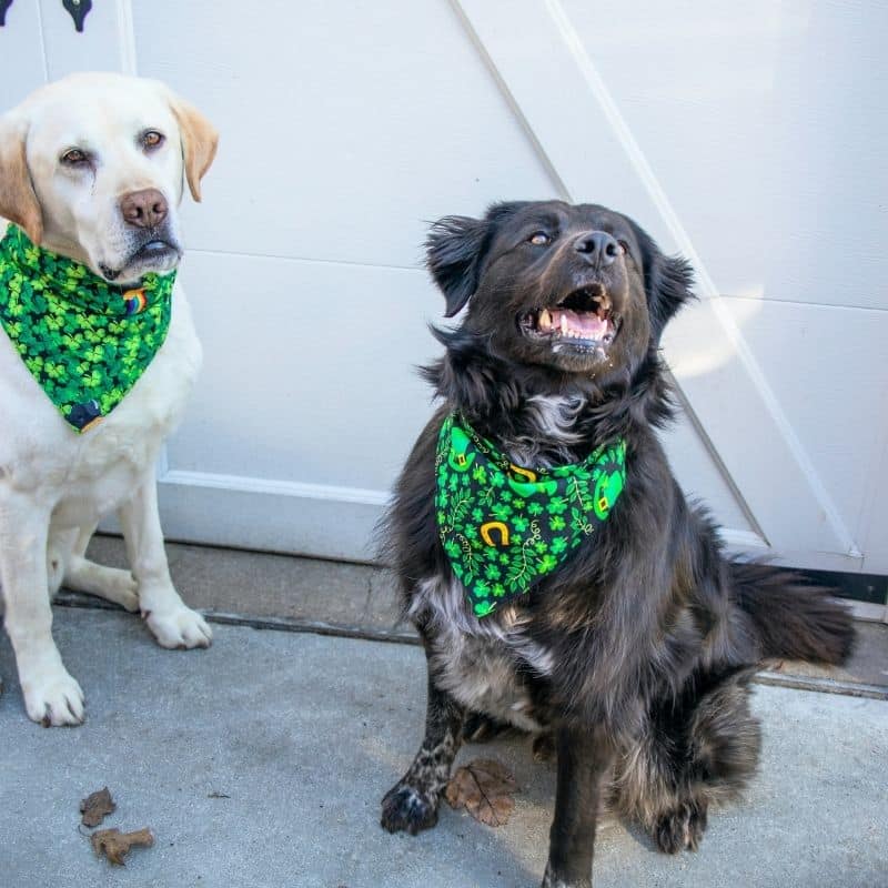 Composizione del mangime per cani