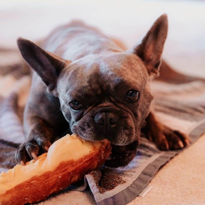 O meu cão come muito rápido, o que fazer?