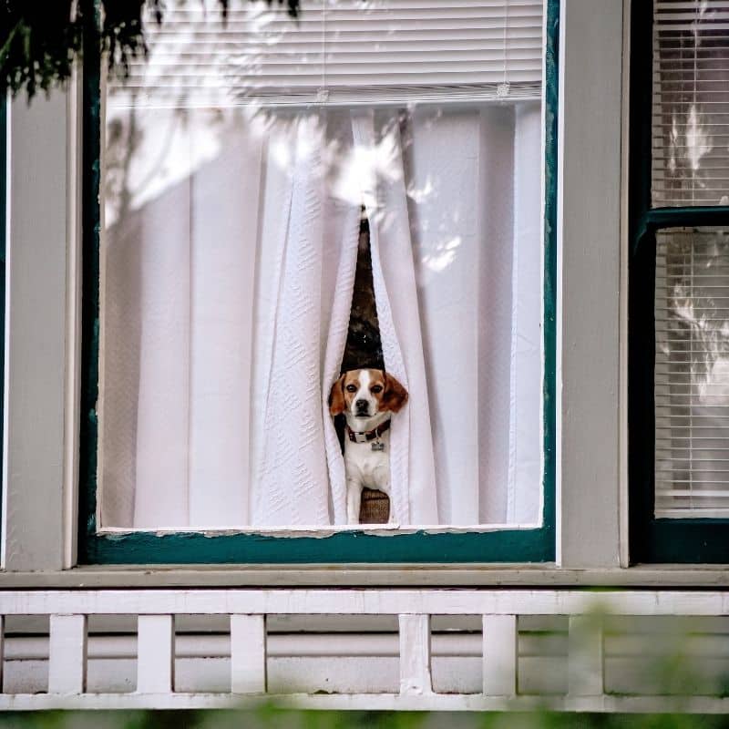 Vai mudar de casa? Como habituar o seu cão a um ambiente novo