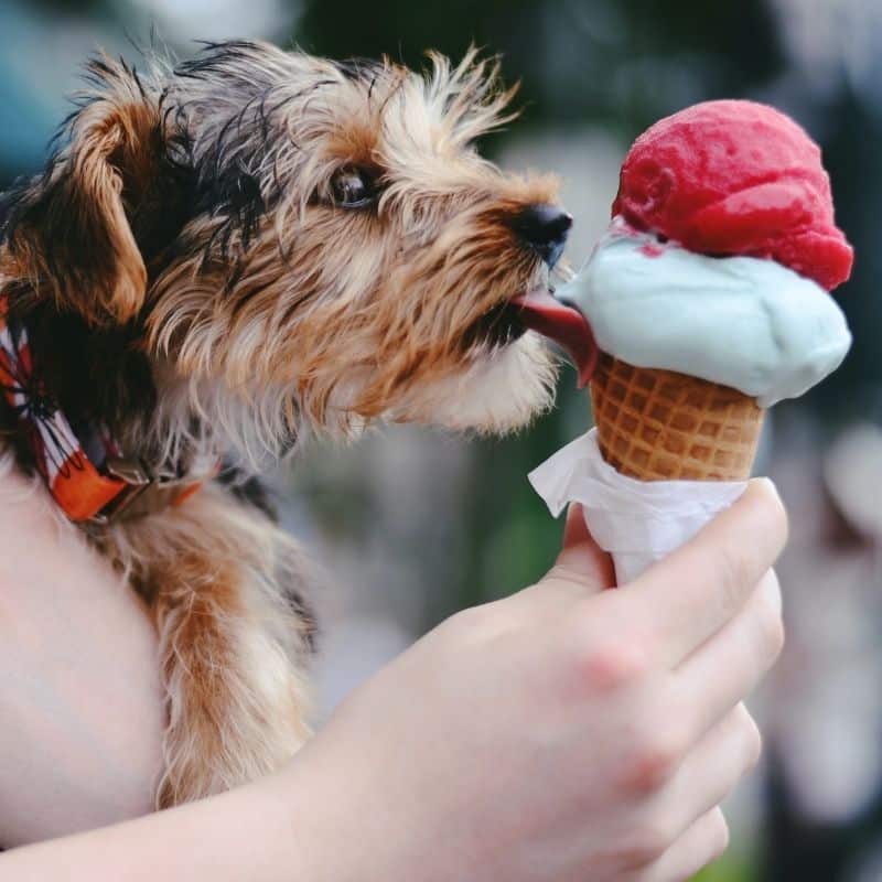 Os cães podem comer gelado?