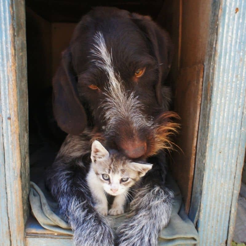 ¿Debo escoger perro o gato?