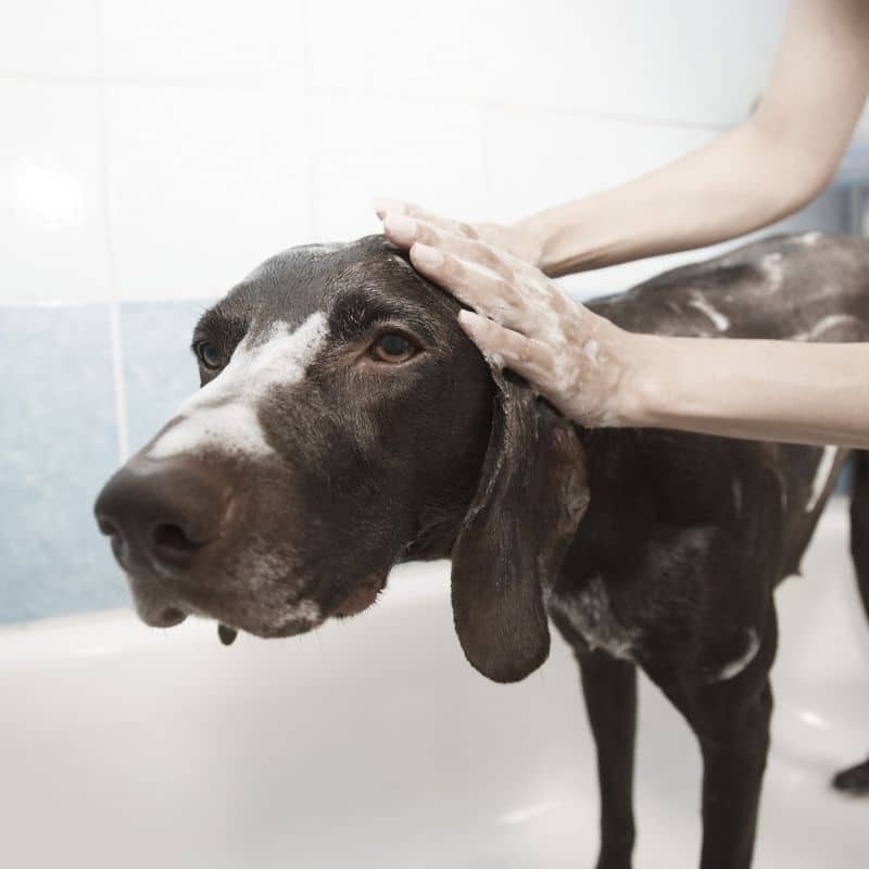 ¿Cómo bañar a tu perro?