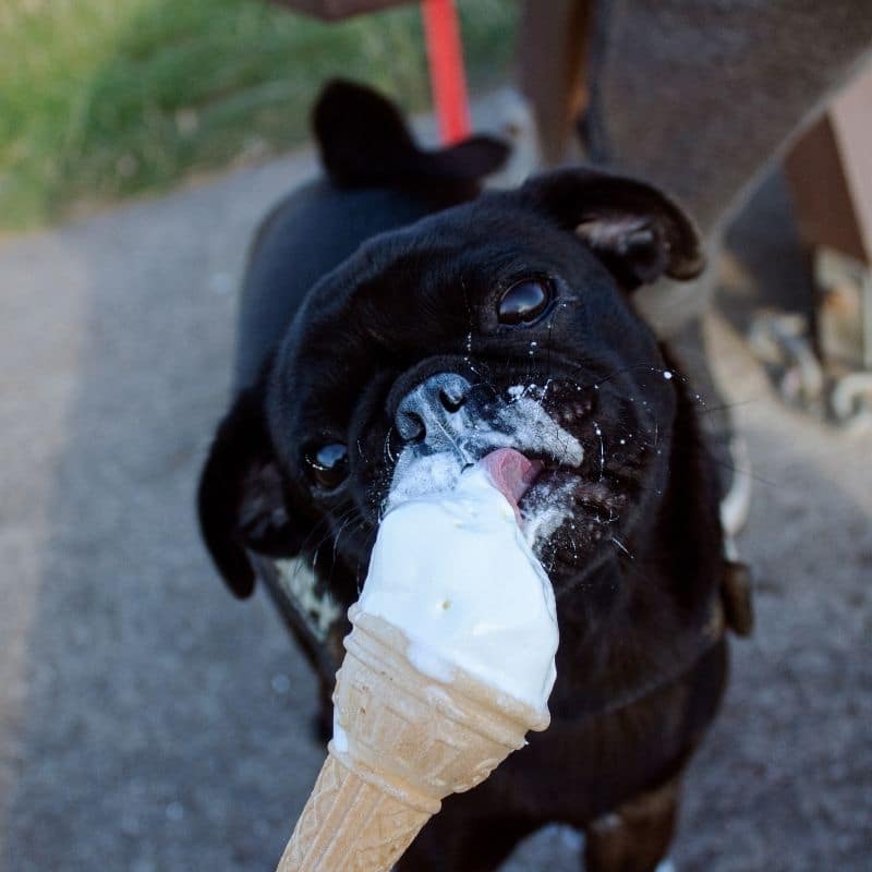 Un helado para tu perro