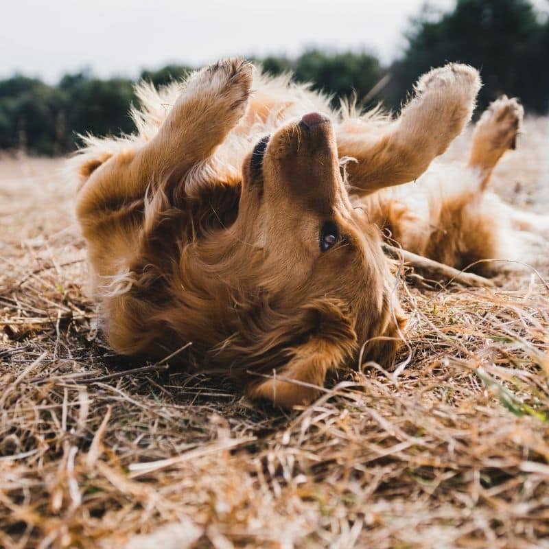 Alergia a la picadura de pulgas en perros: síntomas y tratamiento