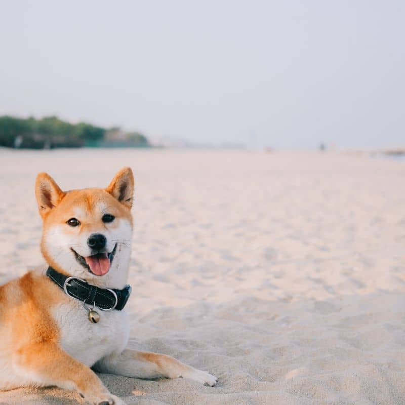 O meu cão comeu areia, e agora?