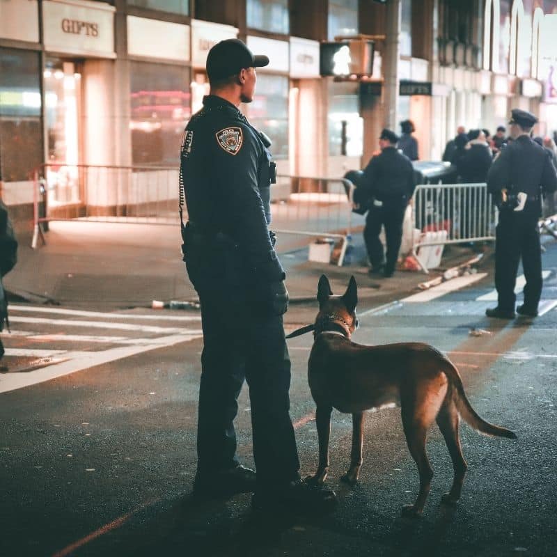 Os cães conseguem detetar doenças?