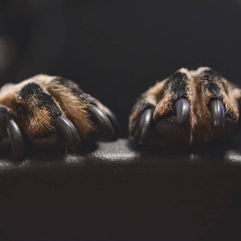 Cos’è lo sperone del cane e come prendersene cura?