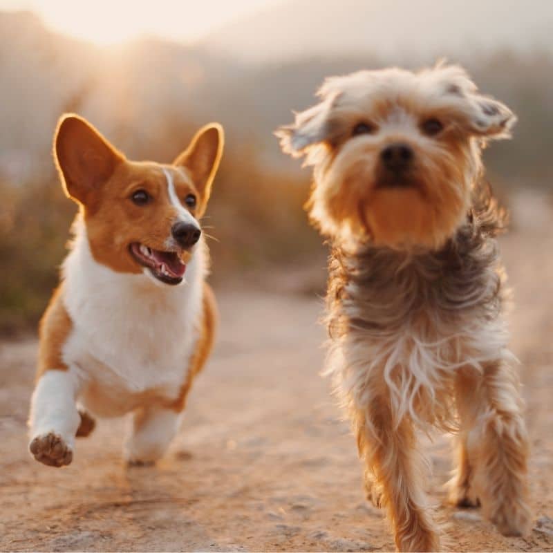 Até que idade crescem os cães?