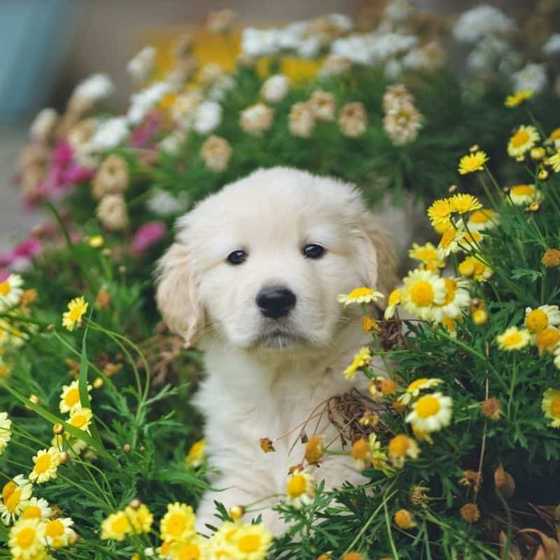 Checklist: cosa devo sapere prima di portare un cucciolo a casa