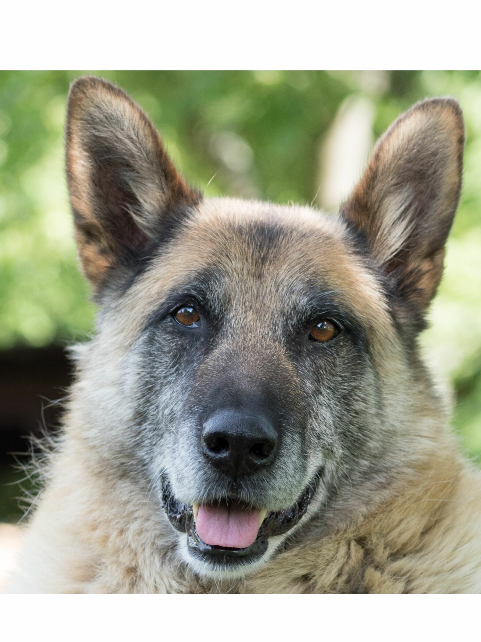 L’artrite canina, sintomi e terapia