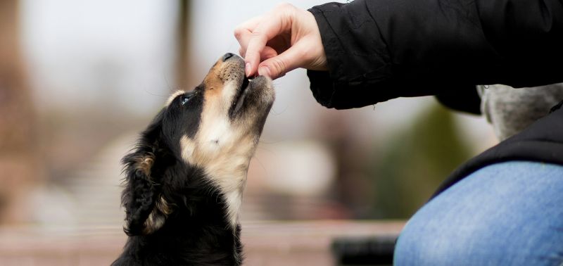 Cambiare crocchette al cane: quando e come farlo?