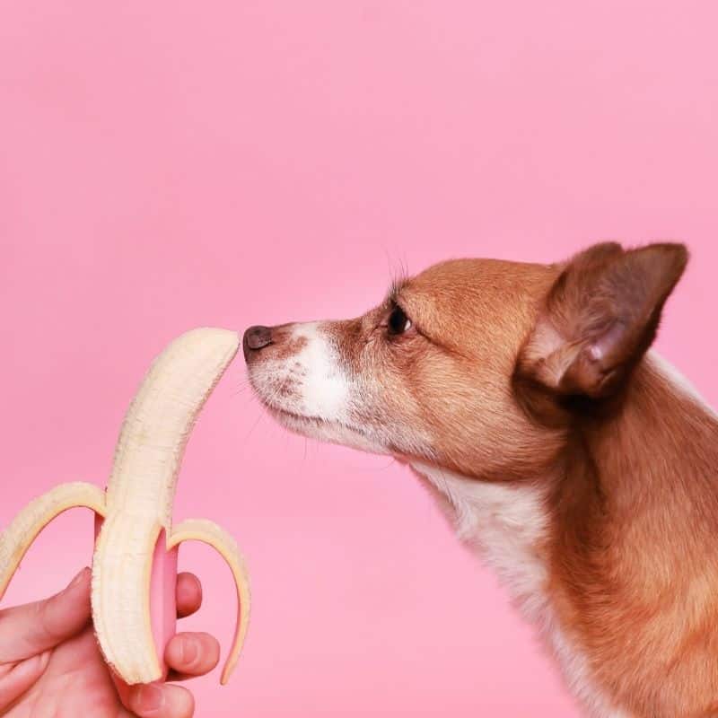 I cani possono mangiare la banana?