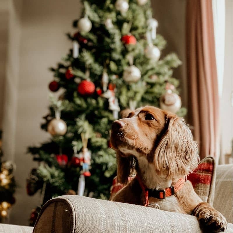 5 Dicas sobre como colocar uma árvore de natal com cães em casa