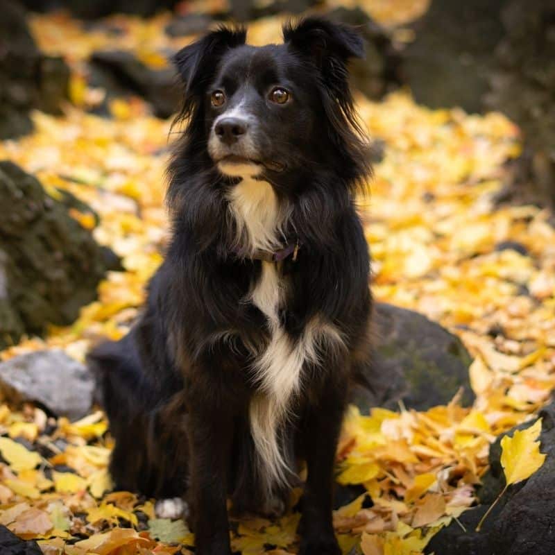 Il ciclo mestruale nei cani