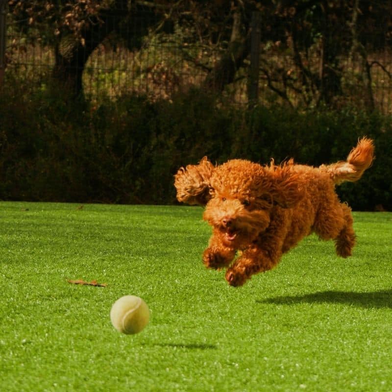 Como o seu cão vê o mundo: tudo sobre a visão dos cães!