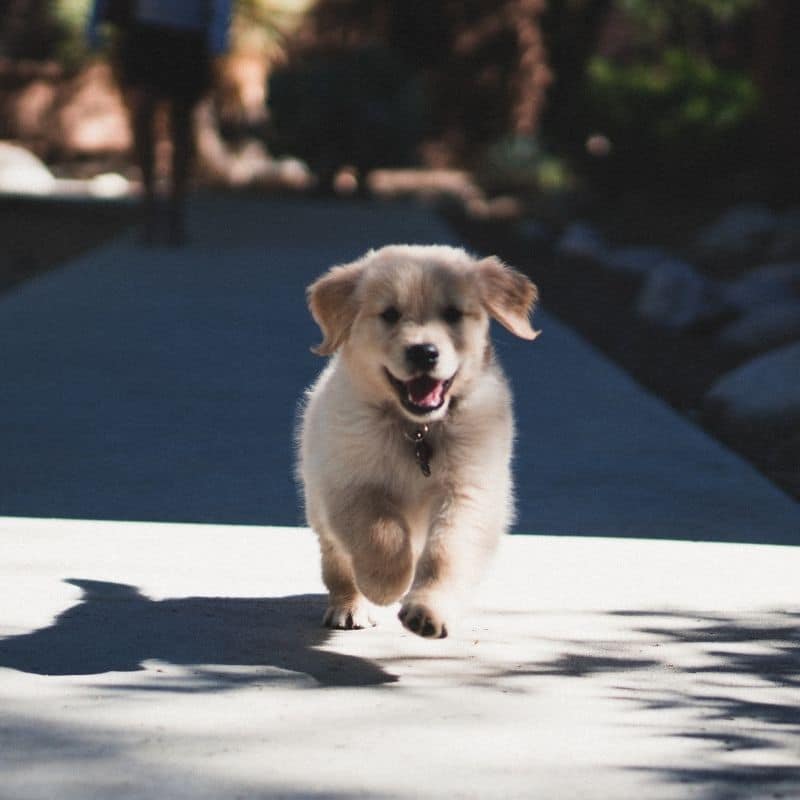 Quando é que um cachorro pode ir lá fora passear?