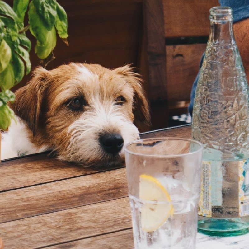 A melhor dieta para cachorros com anemia