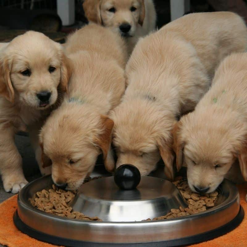 3 recetas comida para cachorros y sus ventajas - Blog Barkyn
