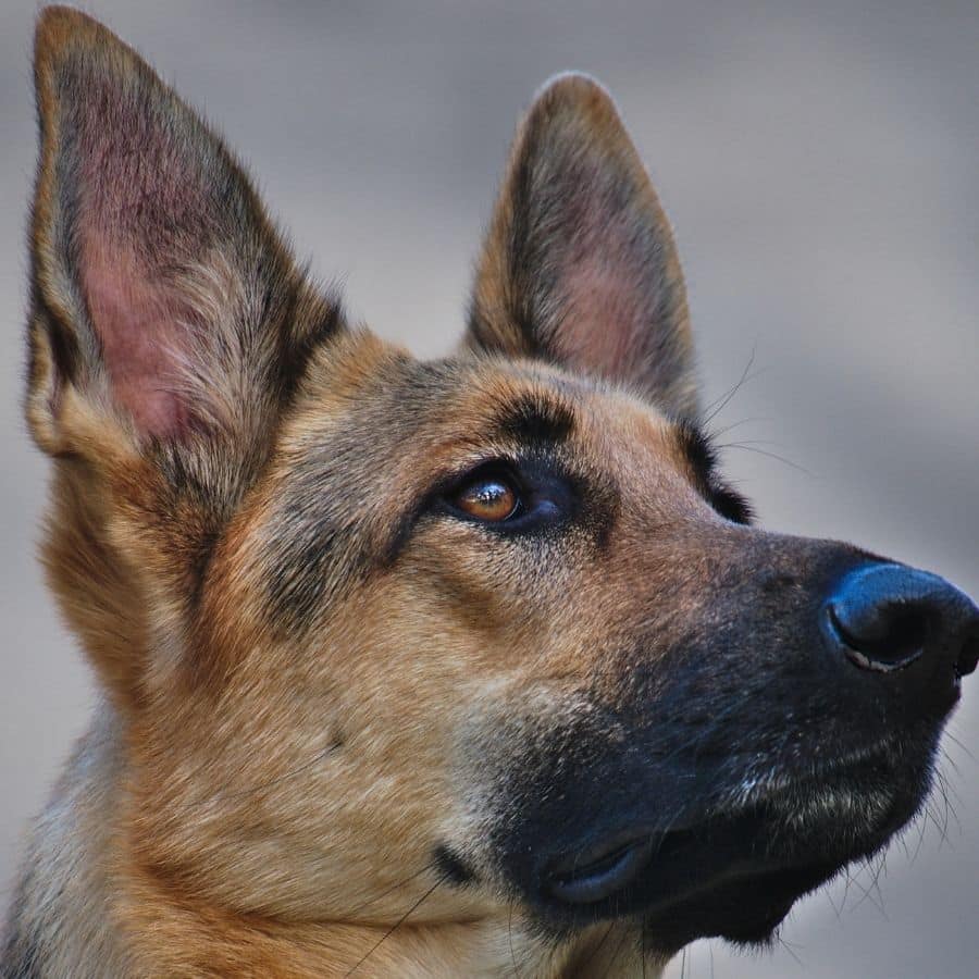 Cómo ven los perros, aprende su perspectiva