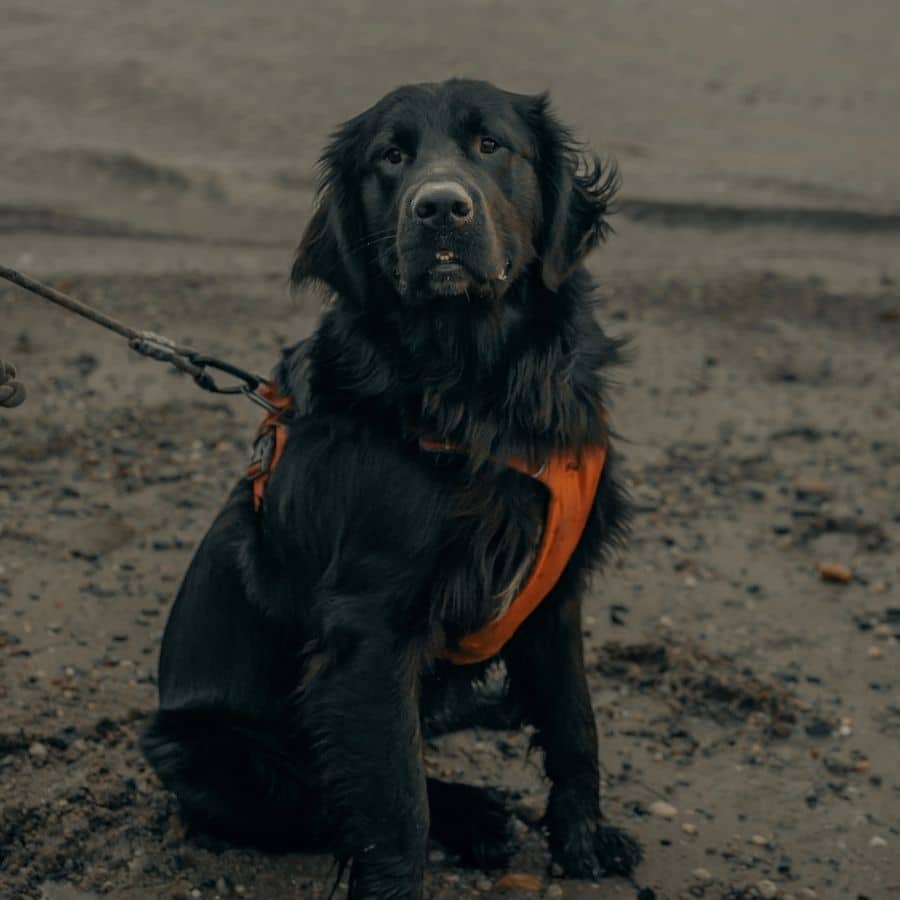 Cuántas veces hay que sacar a un perro según la edad