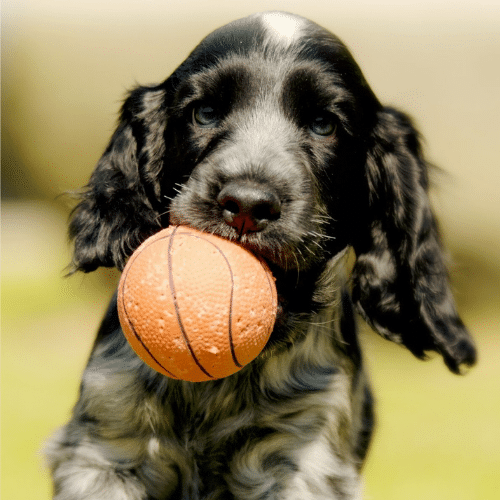 Il cane può mangiare la pera?