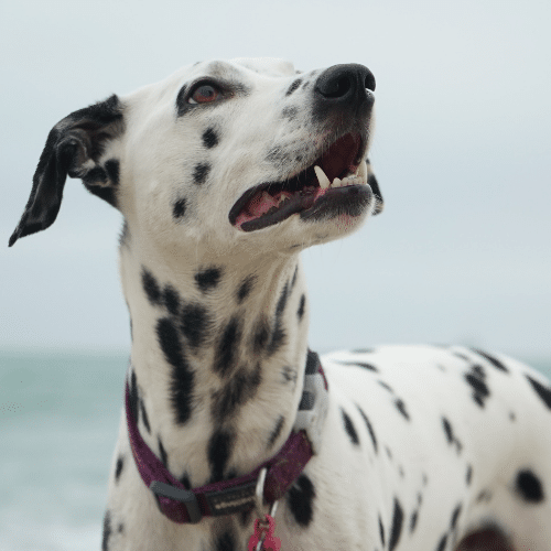 Il cane può mangiare i fagioli?