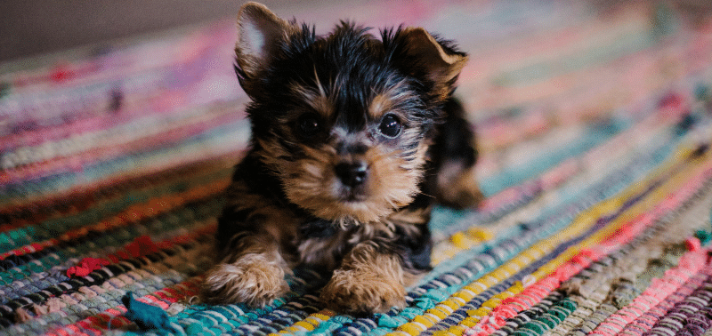 Como ensinar um cão a fazer as necessidades na rua?