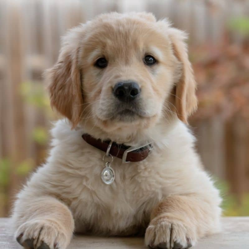 Até que idade cresce o Golden Retriever?