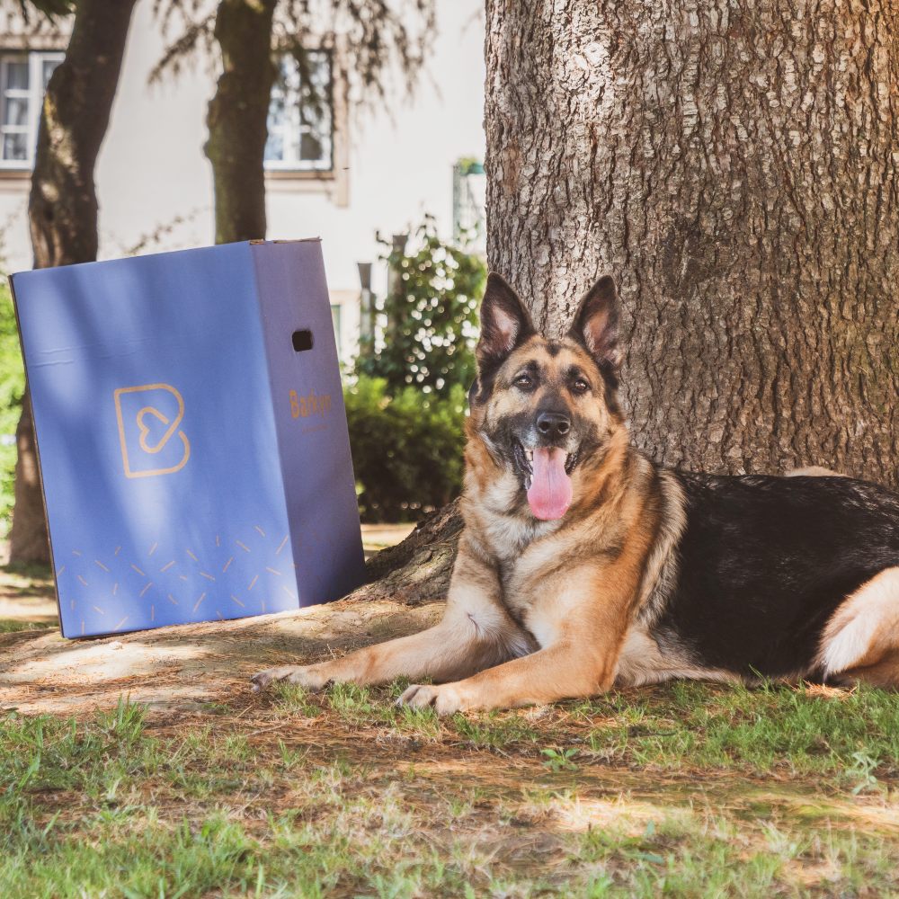 Cómo se hace el pienso para perros de Barkyn