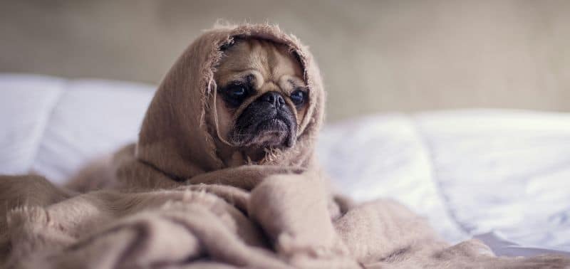 Perchè il mio cane vomita muco bianco?