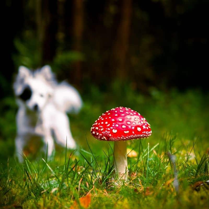 I cani possono mangiare i funghi?