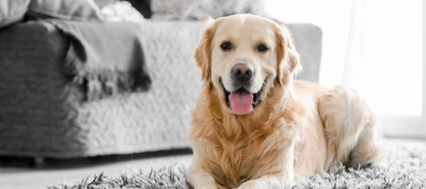 Mi perro vomita espuma blanca, te explicamos las causas