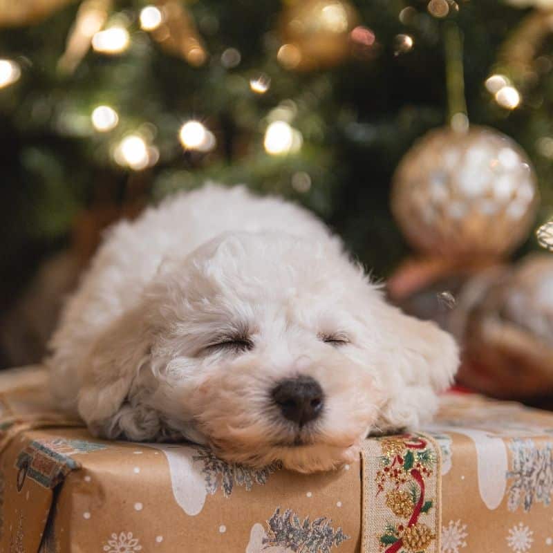 Quanto tempo dura um Bichon Maltês