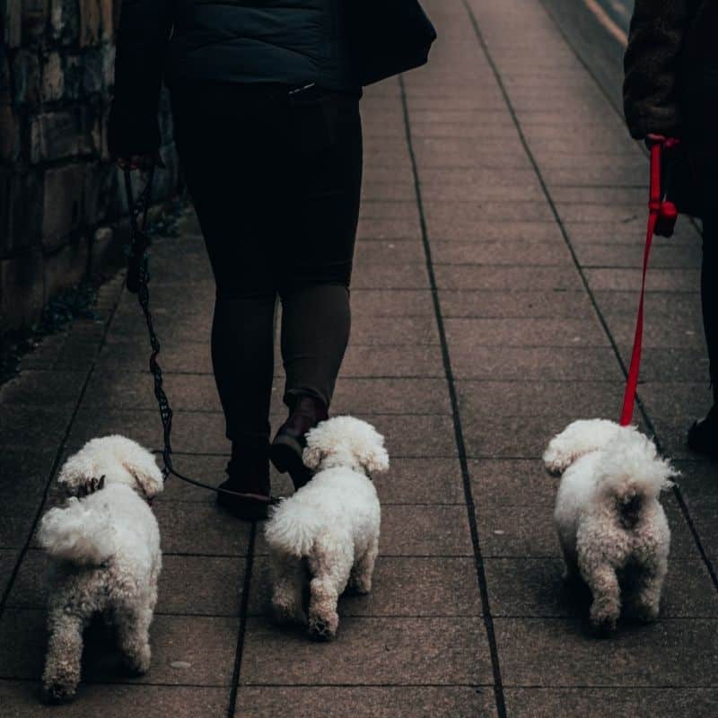 Como educar um bichon maltês