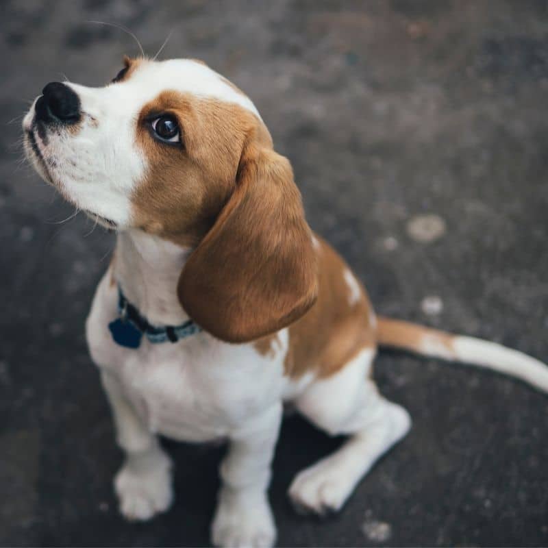 Qual o peso de um beagle adulto?